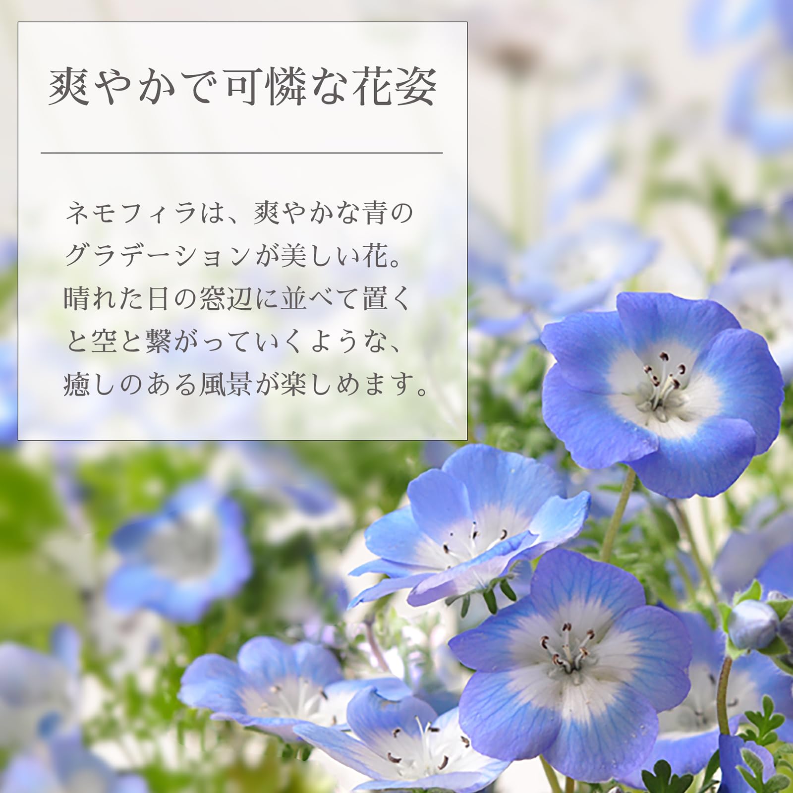 RS　ネモフィラ　種　9種 RS ネモフィラ 種 9種 聖新陶芸 空色の花 ネモフィラ栽培セット